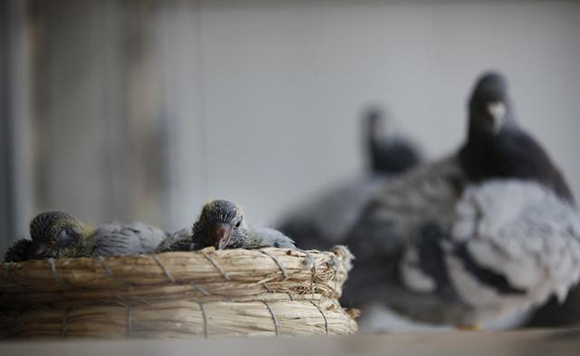 孵蛋后期升温怎么管理,刚下的蛋可以保存多久再孵化