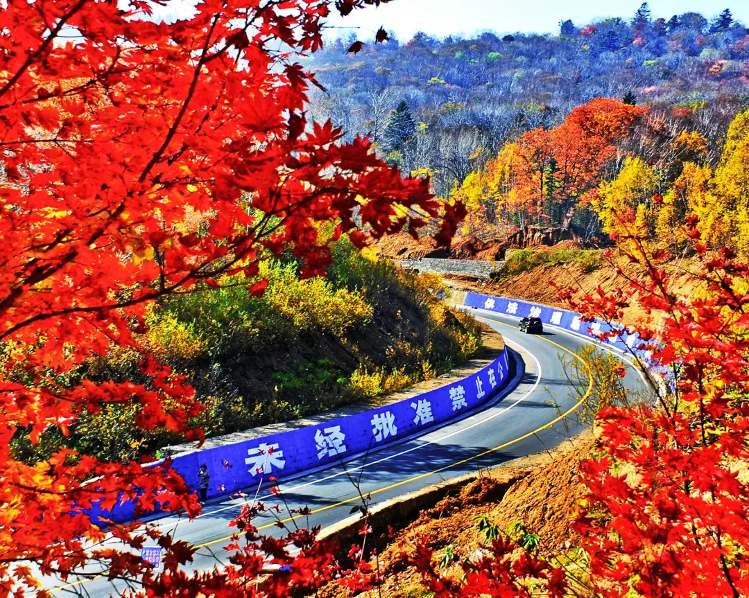 敦化寒葱岭红叶谷风景,吉林红叶最新视频