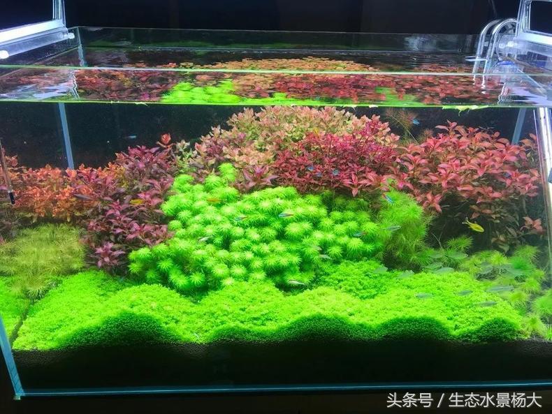 扁平形珍珠是怎么形成的,米型珍珠怎么形成的