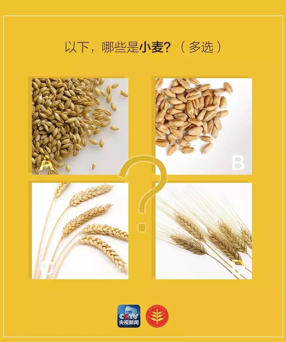 中国五谷丰收节,农民丰收节是哪五谷