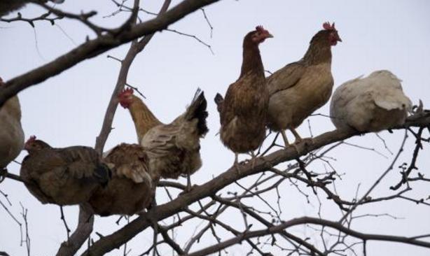 散养土鸡晚上灯光问题,散养土鸡和笼养鸡哪个容易得病