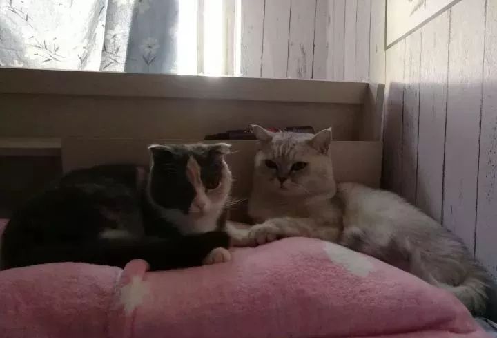 如何惹烦一只猫,如何惹猫咪生气