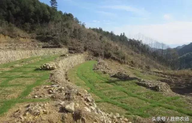 谁有林下种植艾草的经验,果园生草有秘诀