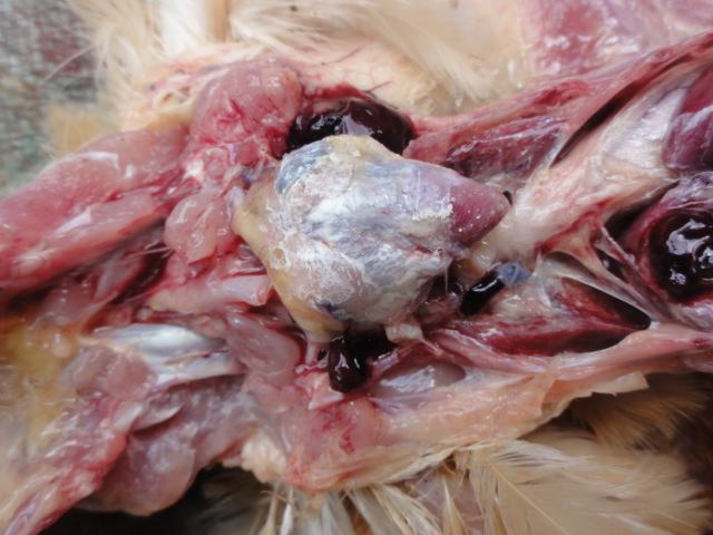 鸡痛风的症状及治疗方法,鸡痛风是什么原因引起的