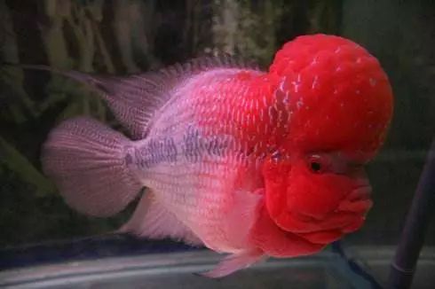 罗汉鱼风水讲究图解,罗汉鱼讲究风水吗视频讲解