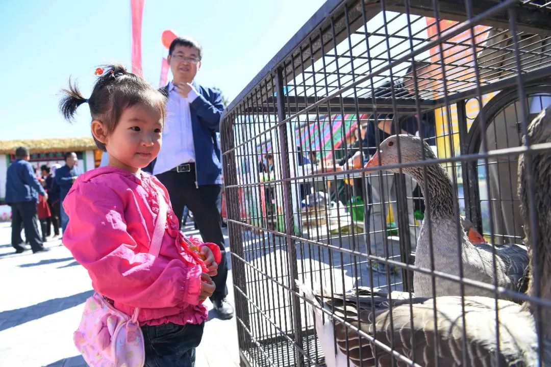 现场太火爆！看东胜区折家梁村如何庆丰收！