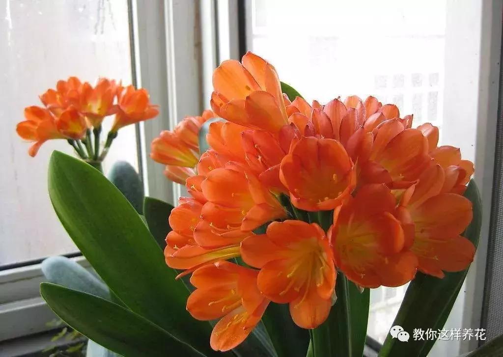 绿萝洗干净就可以水养了么,绿萝吊兰长势慢