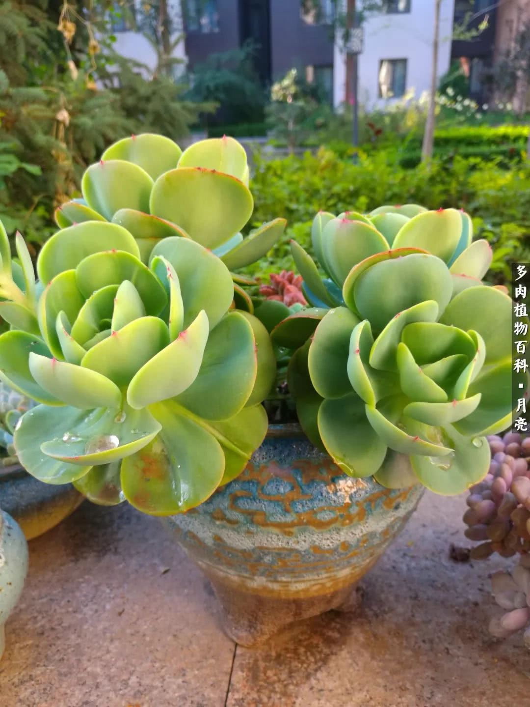 养了五年多肉没一盆“干货”？终于总结出原因了！