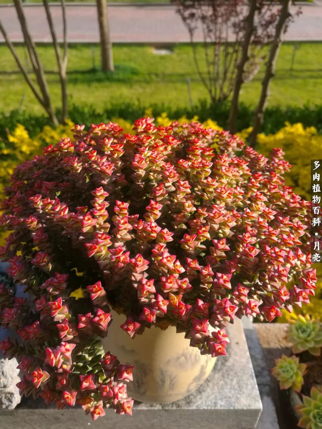 养了五年多肉没一盆“干货”？终于总结出原因了！