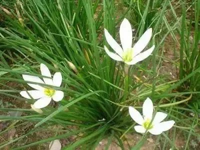 赣榆人讨厌的这个野果子，有人专门来捡赚钱，榨油吃了能防癌……