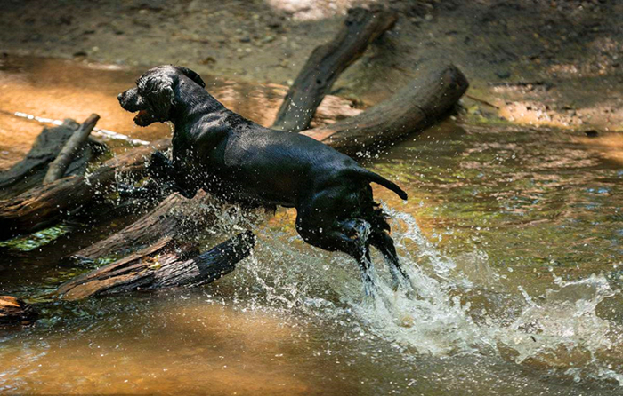 铲屎官养狗狗,养狗狗的铲屎官心都碎了