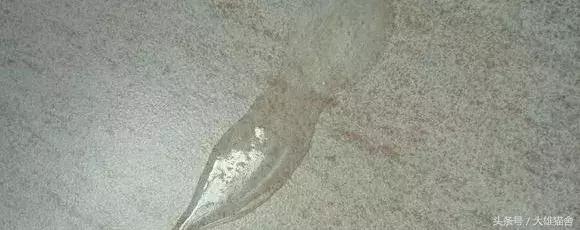 猫咪不吃东西呕吐黄色液体,猫咪呕吐透明的液体是怎么回事