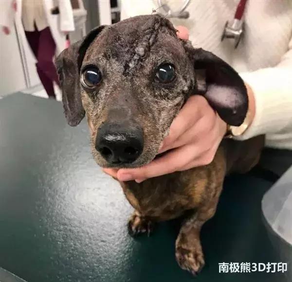 一只得了癌症的狗,一只得了肿瘤的狗