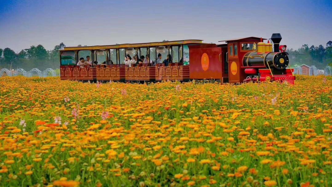 cae灞曚細,caapa灞曚細涓婃捣