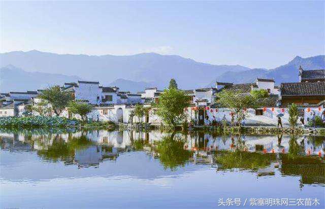 宏村古镇旅游攻略住宿,宏村婺源景德镇旅游攻略