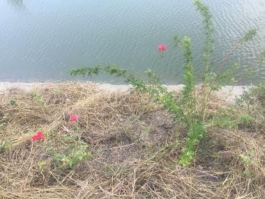 蓝莓土壤加醋能变酸吗,蓝莓土壤改酸方法