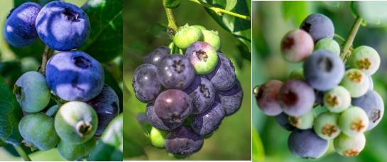 蓝莓土壤加醋能变酸吗,蓝莓土壤改酸方法