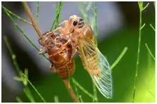 湖北特种养殖致富项目,特种养殖赚钱项目