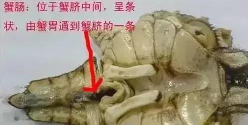 吃螃蟹休克好抢救过来就没事了吧,20岁小伙吃螃蟹中毒