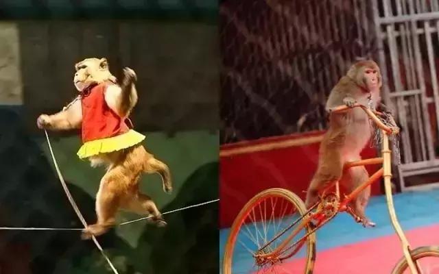 终于定了！世界皇家马戏嘉年华空降淮北吾悦广场！