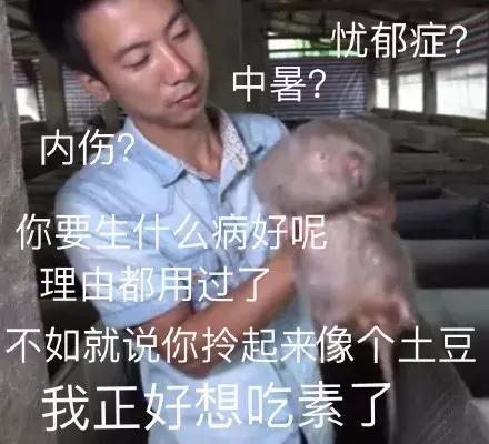 华农兄弟养竹鼠,华农兄弟养竹鼠的视频