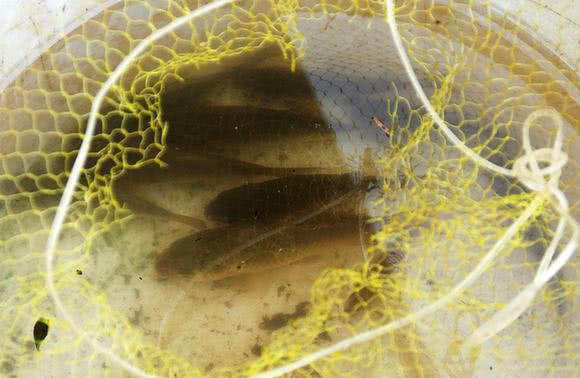 我的爸爸特别喜欢钓鱼,我的爸爸喜欢钓鱼作文二年级