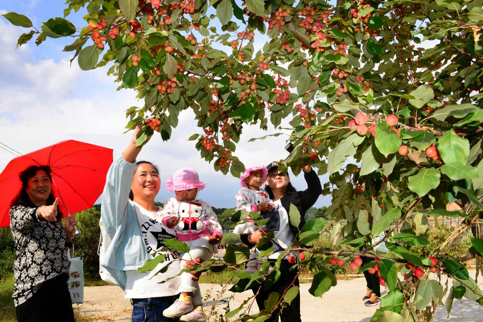 弘侨生物科技股份有限公司,弘侨生物直播