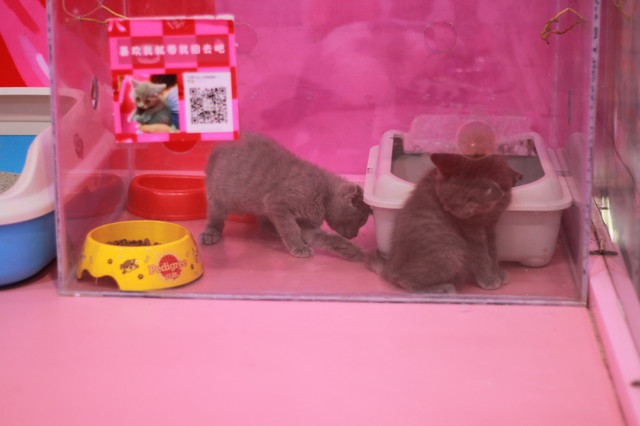 上海魔都奇妙减压馆,魔都减压视频完整版