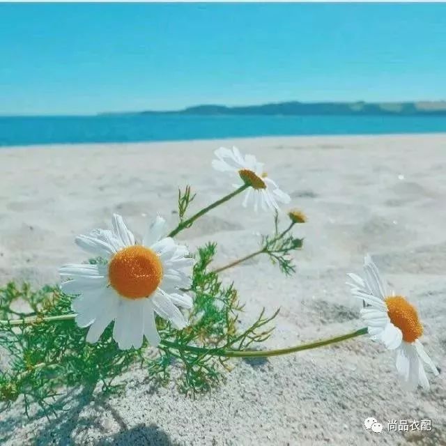 灏氬搧琛ｅ潑鏈嶈鎼厤,灏氬搧琛ｅ姞鏈嶉グ