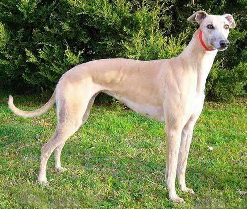 灵缇多大就可以喂肉了,灵缇要怎么喂养才能长出优美体型