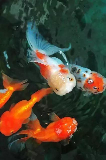 金鱼养眼,十大观赏小型金鱼