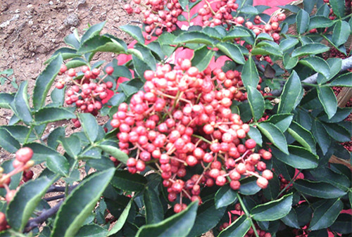 花椒什么时候采摘晒出来颜色好看,花椒怎么采摘视频教程