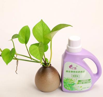 绿萝叶片怎么区分灼伤与虫害,绿萝有虫子用什么方法杀死