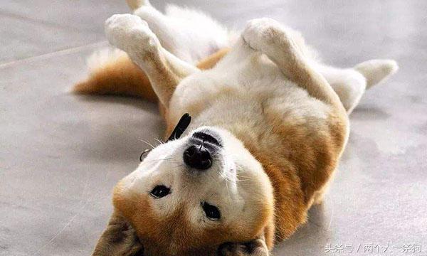 怎样解决犬的焦虑症,如何纠正狗的分离焦虑