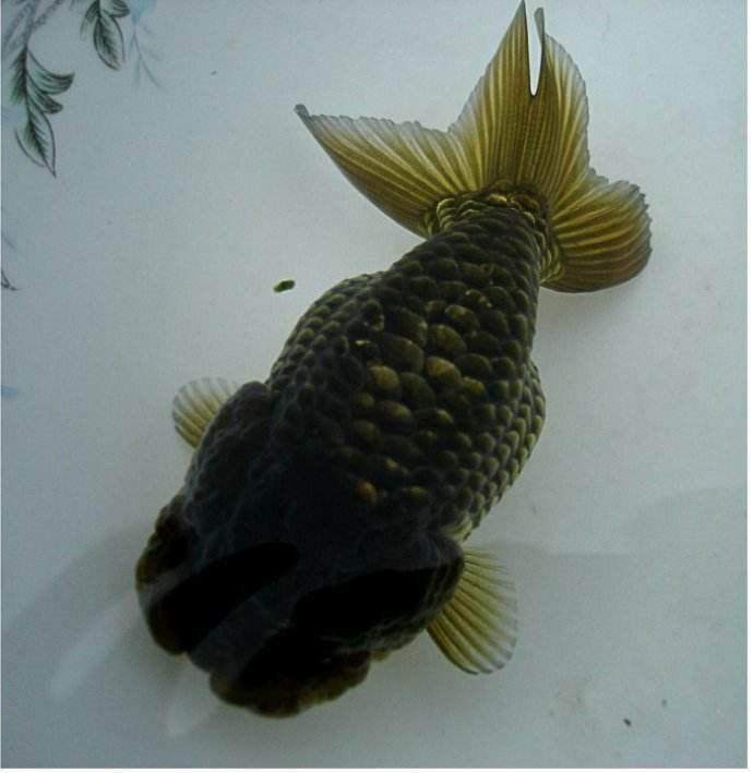 兰寿都是短尾巴吗,兰寿为什么短尾