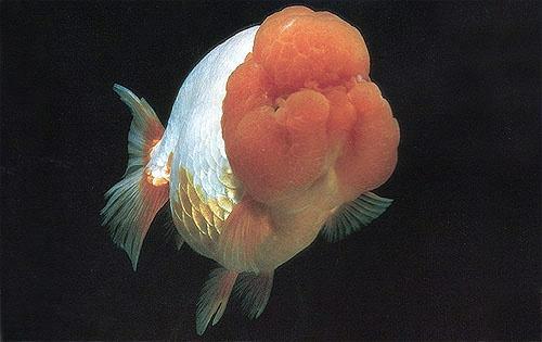 兰寿都是短尾巴吗,兰寿为什么短尾