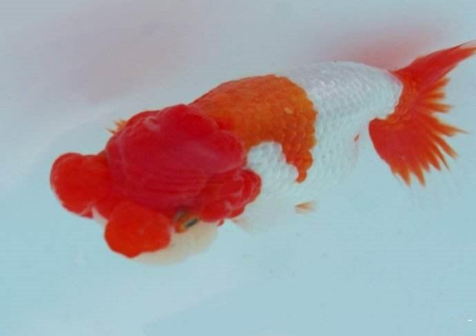 兰寿都是短尾巴吗,兰寿为什么短尾