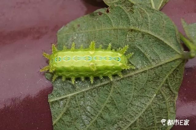 被马蜂蛰了怎么救治,男子被马蜂蜇伤146处伤