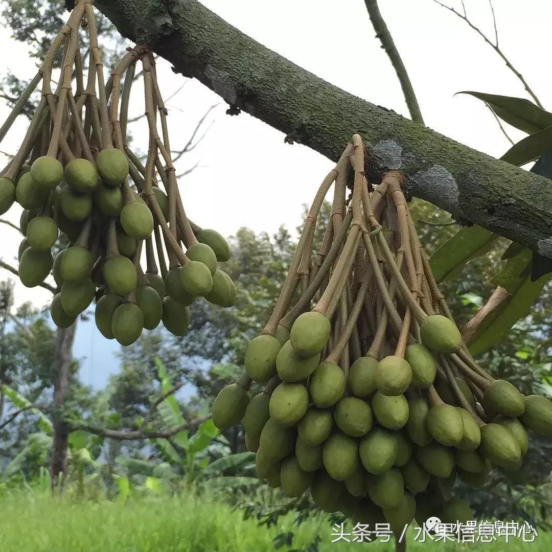 从榴莲代购起家，到64个实体销售点，他势要打造一个榴莲王国
