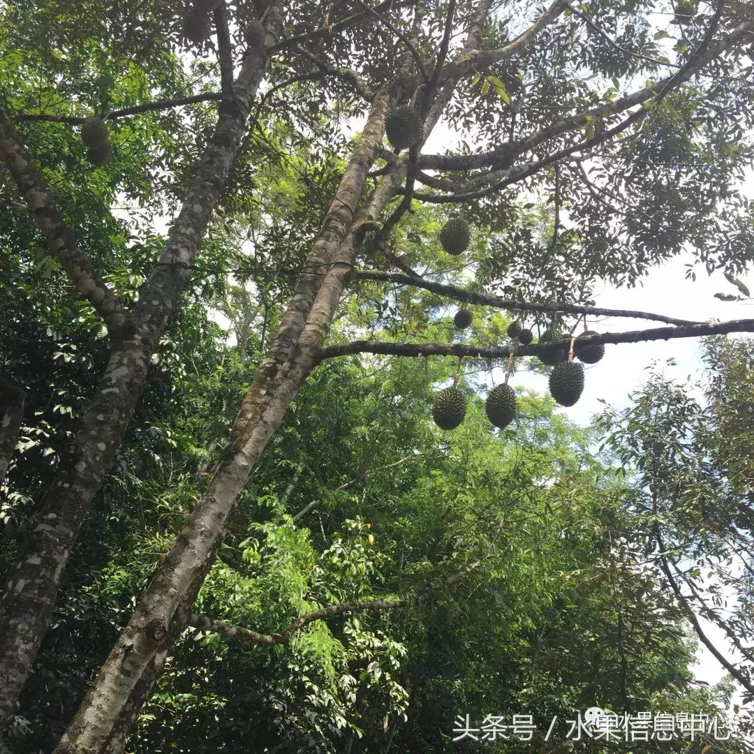 从榴莲代购起家，到64个实体销售点，他势要打造一个榴莲王国