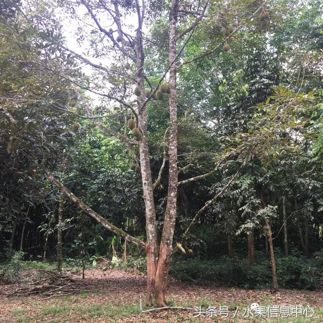 从榴莲代购起家，到64个实体销售点，他势要打造一个榴莲王国