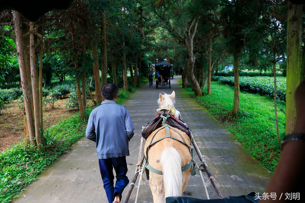 蚂蚁旅游专线云南之旅,蚂蚁旅游行