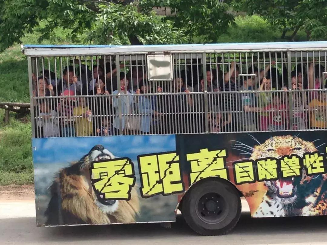 秦岭野生动物园真实攻略,秦岭野生动物园两大两小攻略