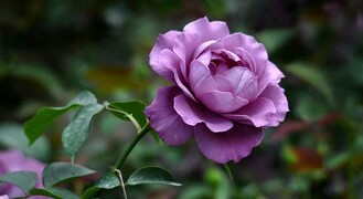 花语大全40种花的花语,花语大全50种花的花语读出来