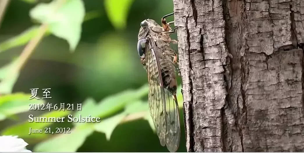 中国农村电影豆瓣,中国乡村大型纪录片