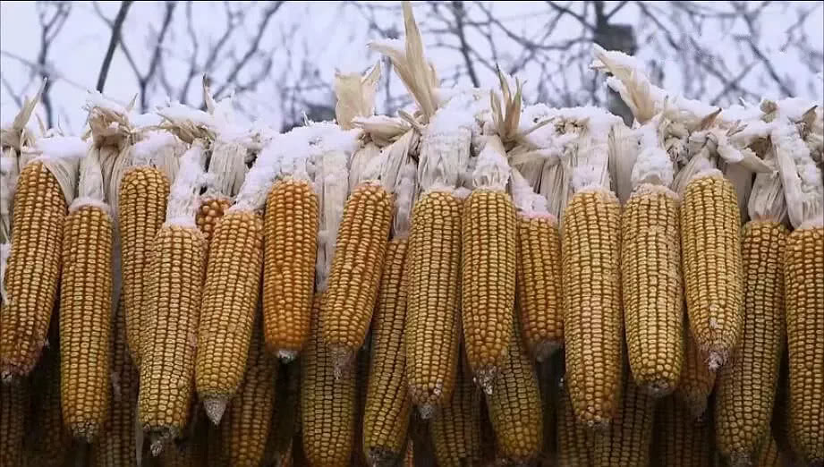 中国农村电影豆瓣,中国乡村大型纪录片