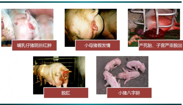 最容易忽视，玉米赤霉稀酮中毒，母猪不发情，损失惨重