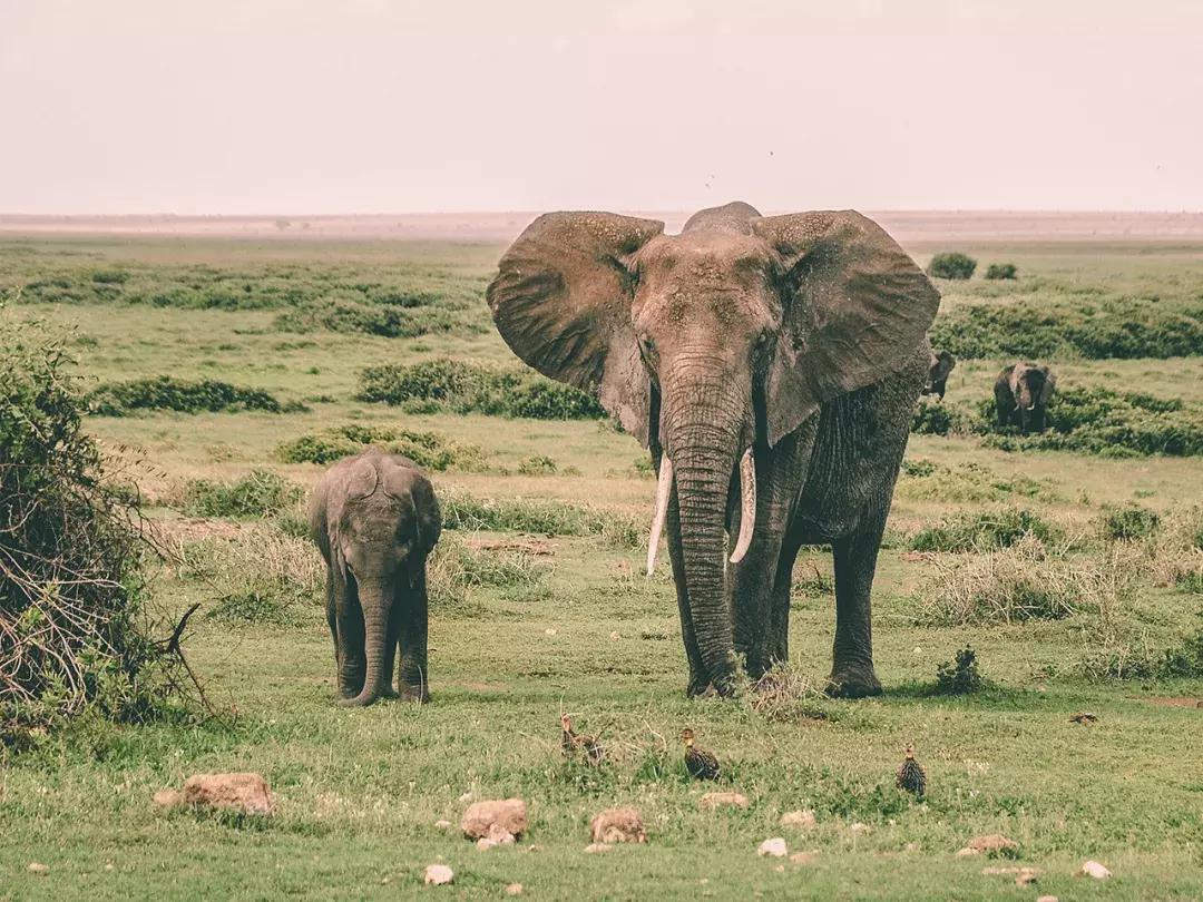 非洲丨生命大迁徙的狂奔之旅