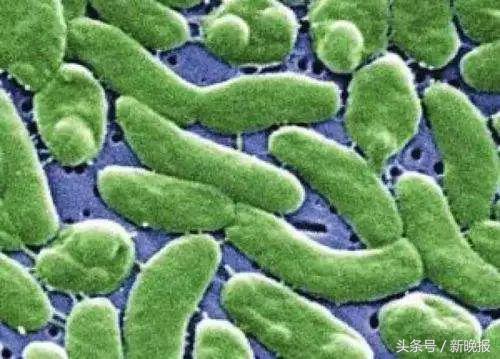 被鲈鱼扎了一下手截肢才保住命,被鲈鱼扎到手过两分钟愈合了