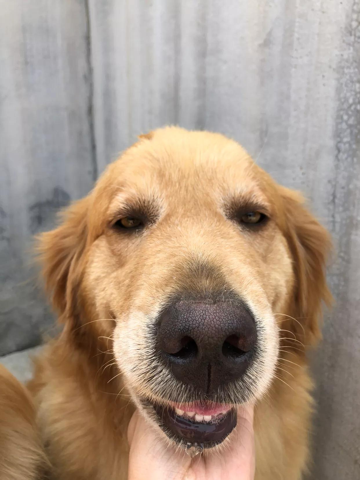 如果你孤独就养只宠物,如果你孤独了就养只狗狗吧